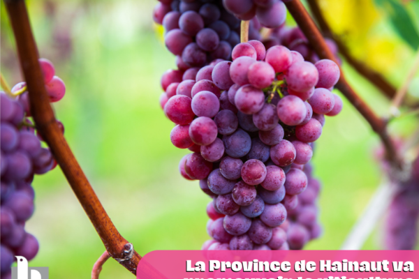 La Province de Hainaut va promouvoir la viticulture éco-responsable